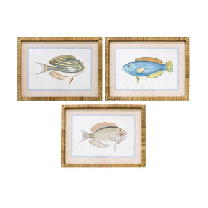 Fish Species Framed Print